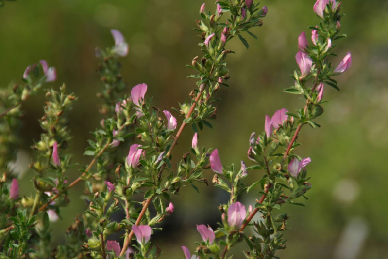 Ononis repens subsp. spinosaKattedoorn bestellen